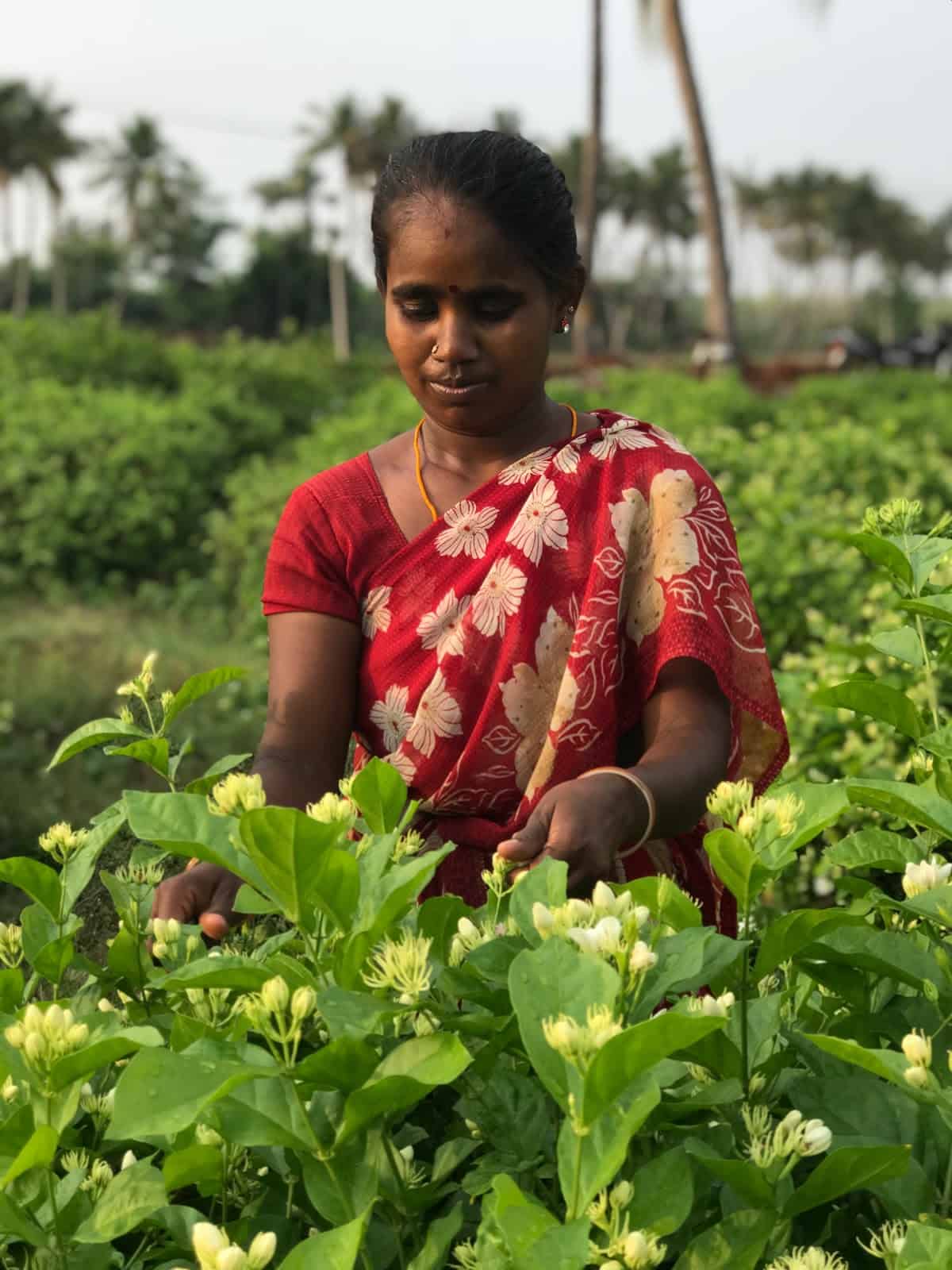 jasmine picker in madurai, tamilnadu
