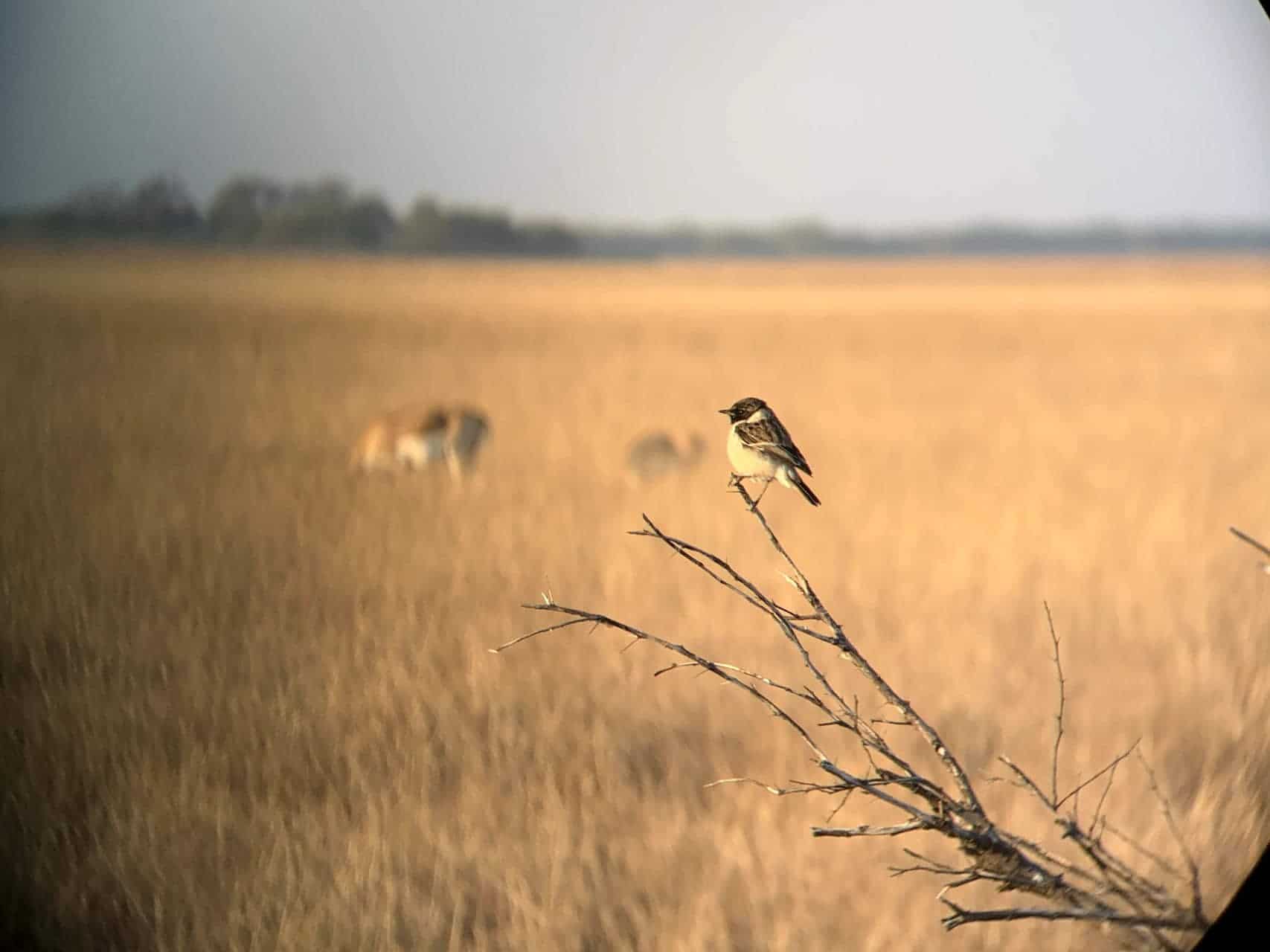 WisdomCircle: Lifelines Part 1