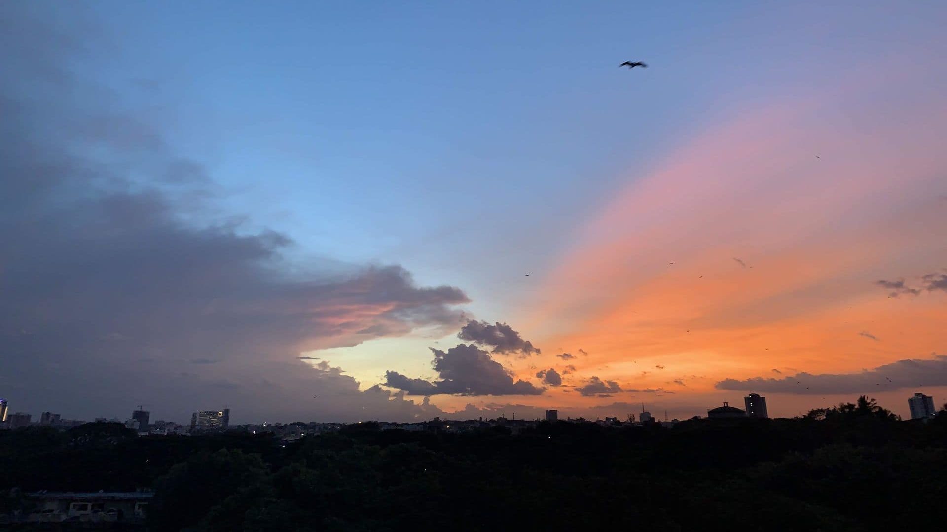 Mint Lounge: Conservation story