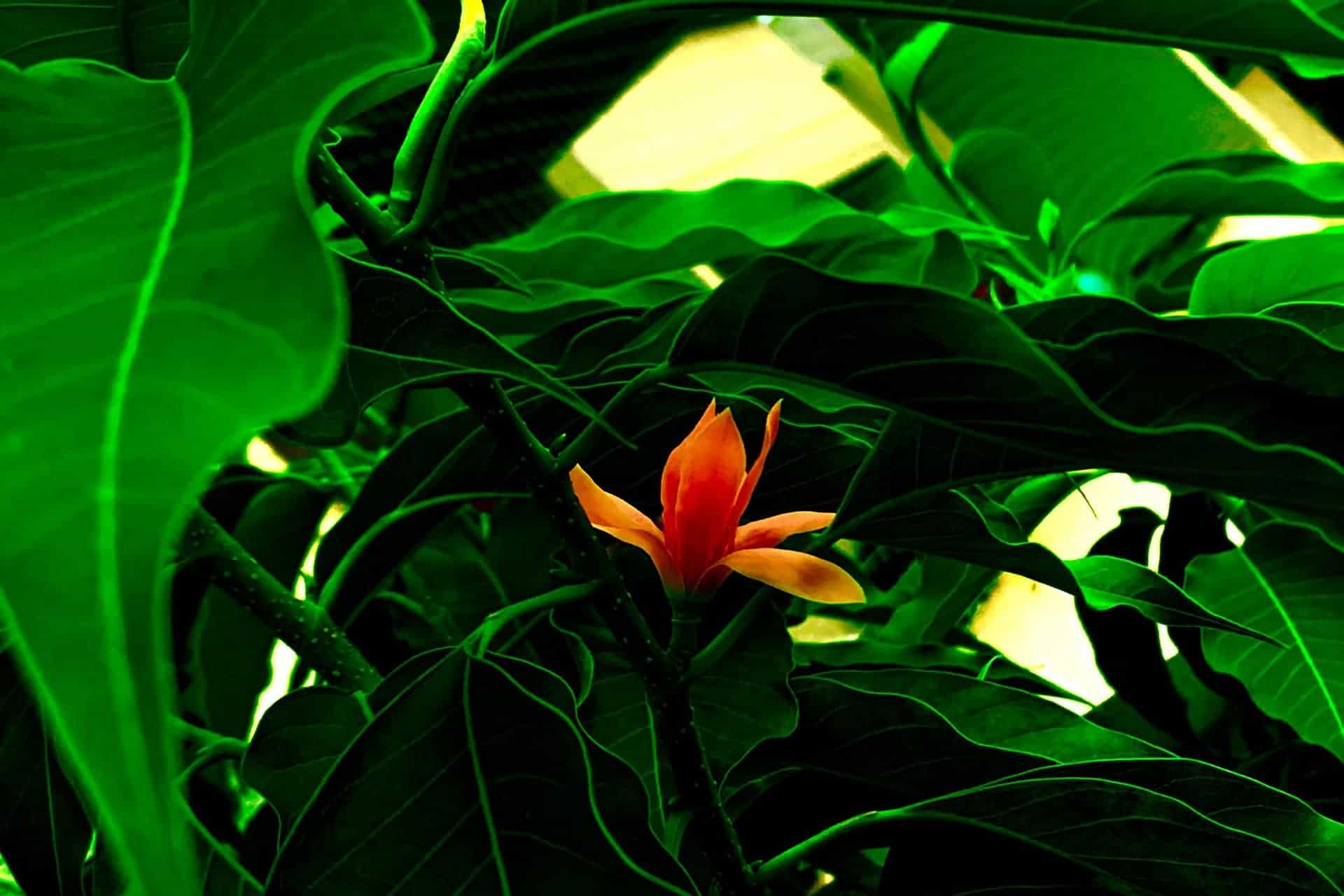 Taj Magazine 50th Anniversary Issue: Taj Bekal