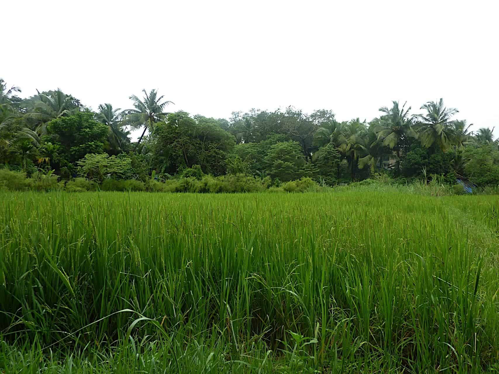 When you tire of Diwali taash parties and laddus