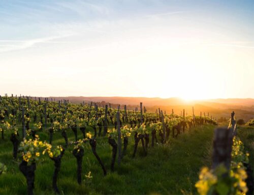 The Languid Wines of Languedoc